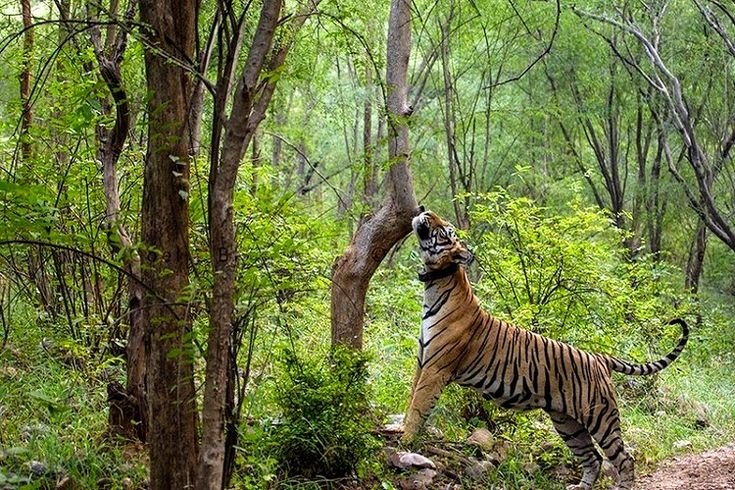 Sariska